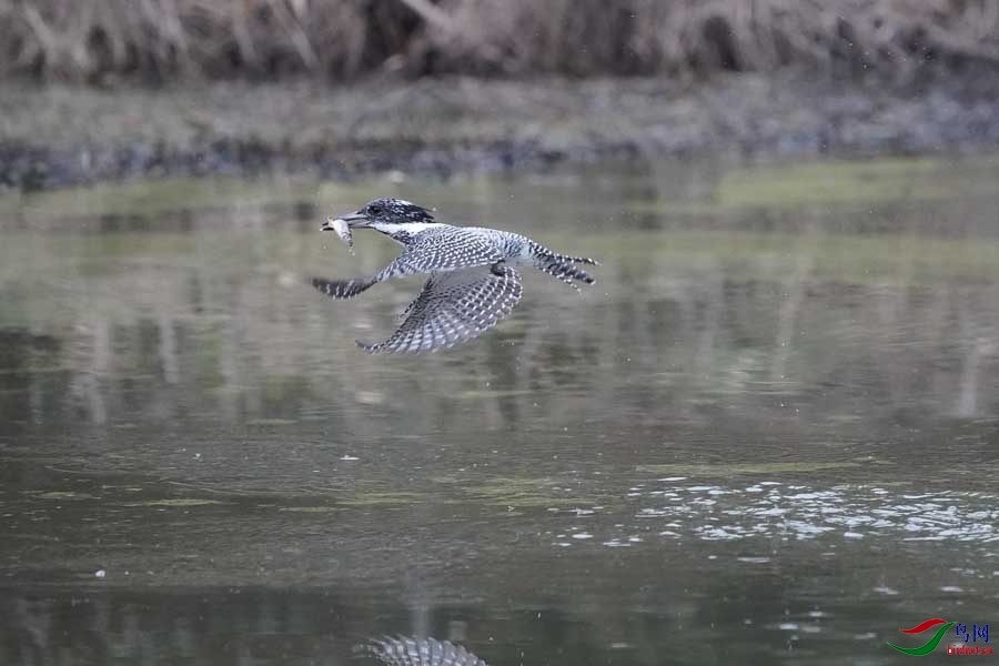 20180224-DSC00992-38 - ���� - ����.JPG