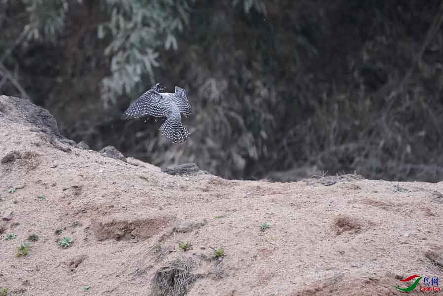 20180224-DSC01032-78 - ����.JPG