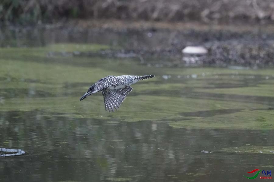 20180224-DSC00961-7 - ����.JPG