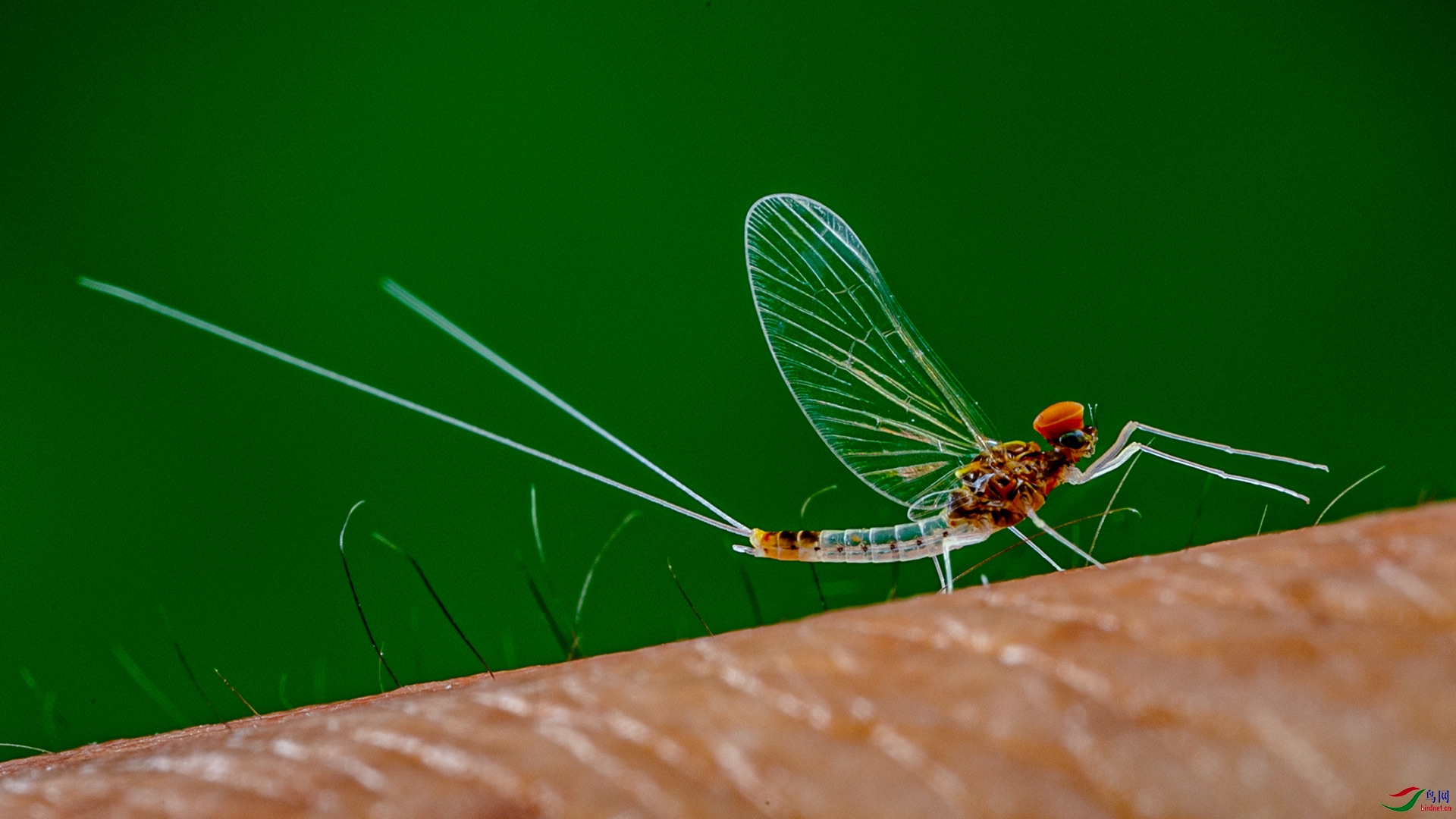 蜉蝣贺获首页精华