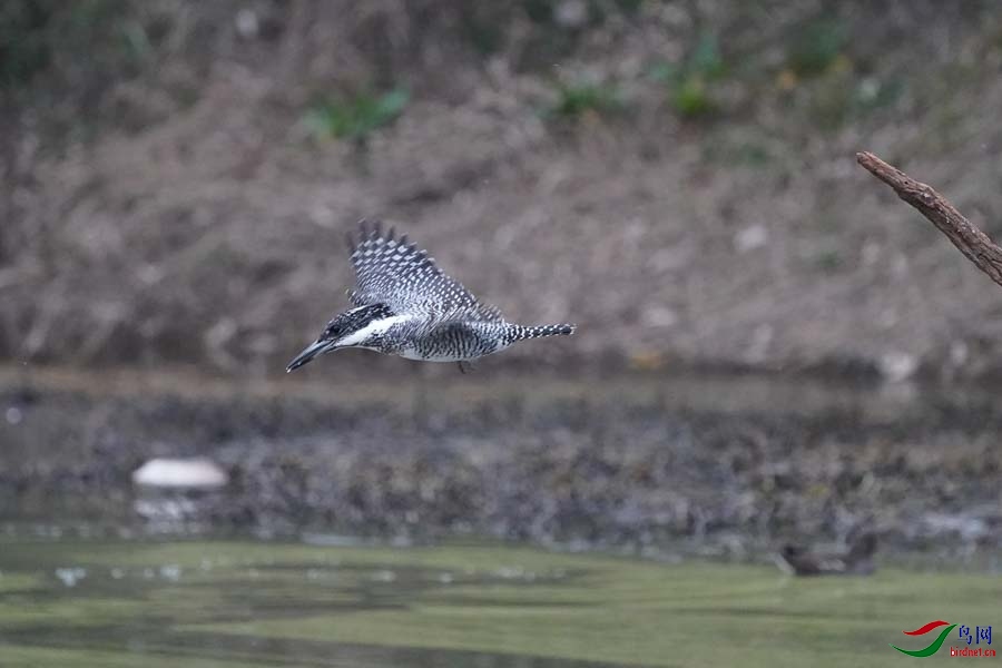 20180224-DSC00956-2 - ����.JPG