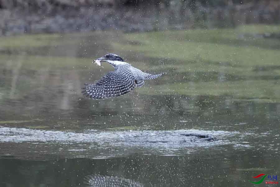 20180224-DSC00980-26 - ���� (2).JPG