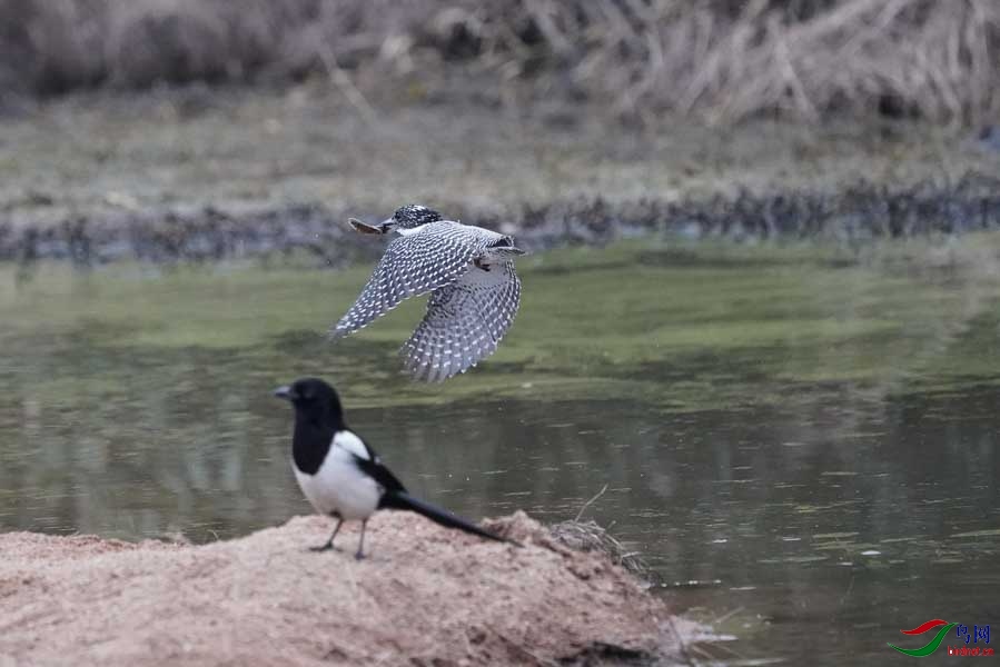 20180224-DSC01001-47 - ����.JPG