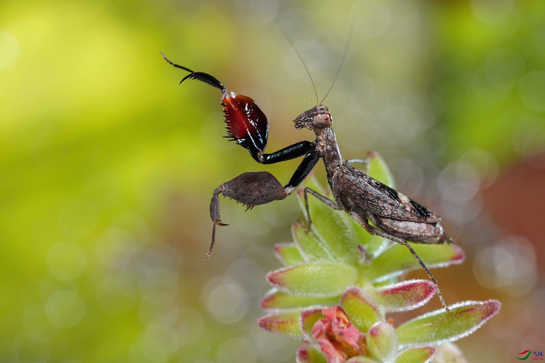 拳击螳螂贺获首页精华