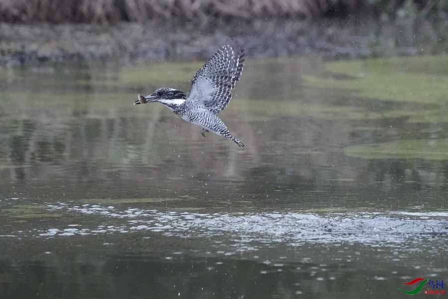 20180224-DSC00987-33 - ����.JPG