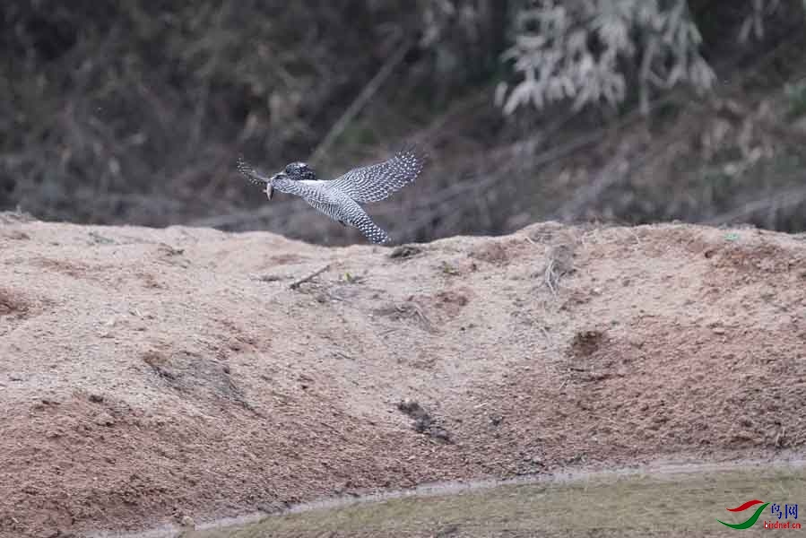 20180224-DSC01022-68 - ����.JPG