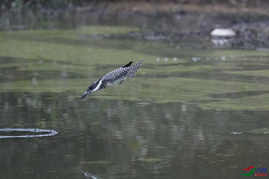 20180224-DSC00962-8 - ���� - ����.JPG