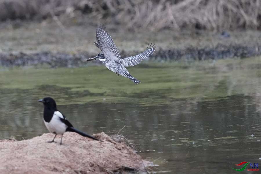 20180224-DSC01000-46 - ����.JPG