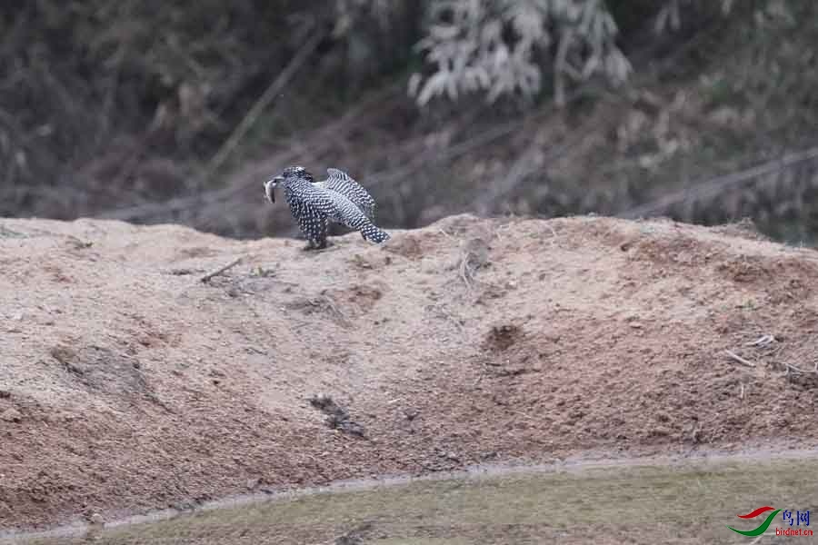 20180224-DSC01021-67 - ����.JPG