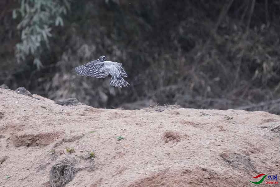 20180224-DSC01029-75 - ����.JPG