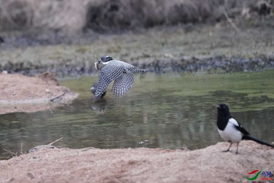 20180224-DSC01006-52 - ���� - ����.JPG