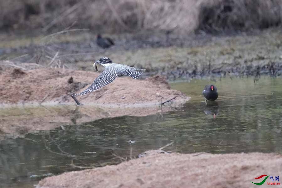 20180224-DSC01010-56 - ����.JPG