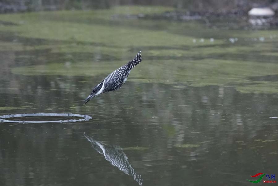 20180224-DSC00963-9 - ����.JPG