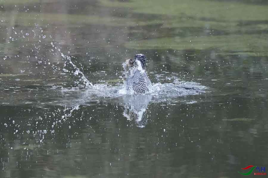 20180224-DSC00972-18 - ����.JPG