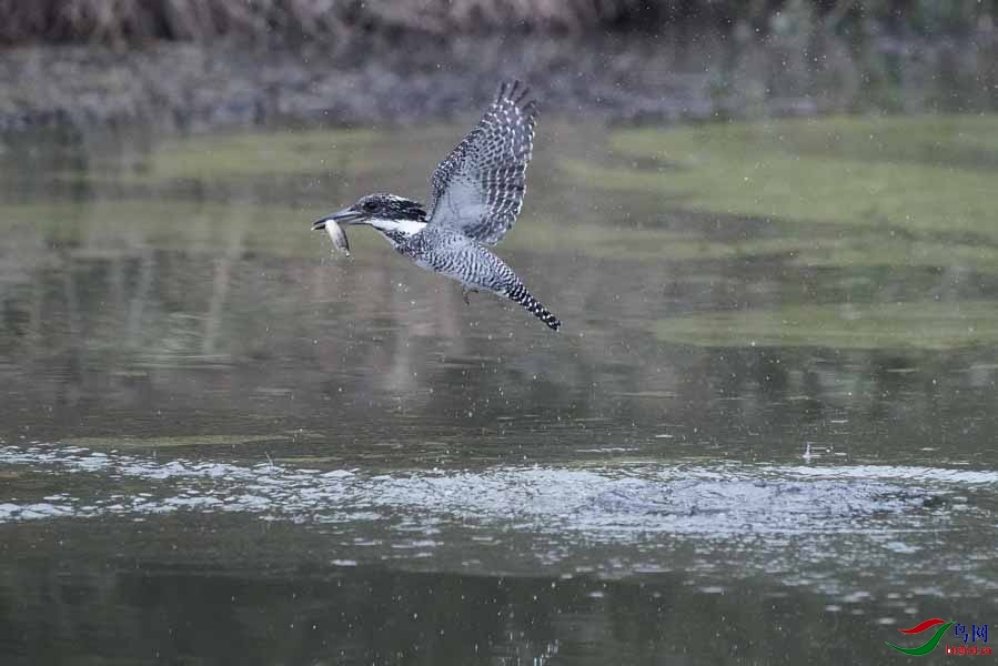 20180224-DSC00985-31 - ���� (2).JPG