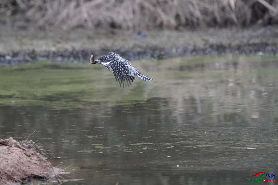 20180224-DSC00997-43 - ���� (2).JPG