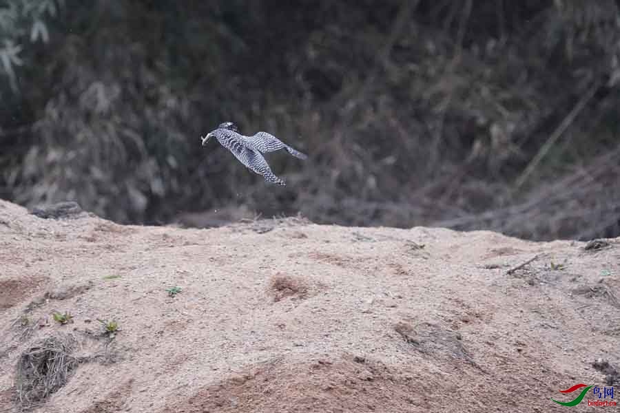 20180224-DSC01027-73 - ����.JPG