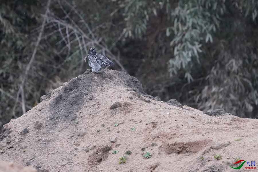 20180224-DSC01047-93 - ����.JPG