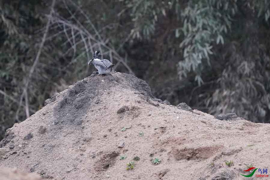 20180224-DSC01049-95 - ����.JPG