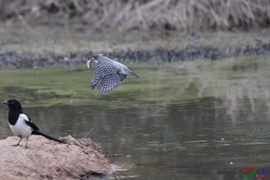 20180224-DSC00999-45 - ���� - ����.JPG