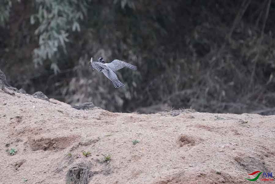 20180224-DSC01030-76 - ����.JPG