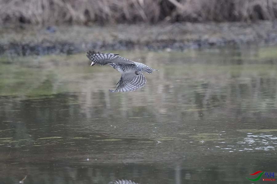 20180224-DSC00994-40 - ����.JPG