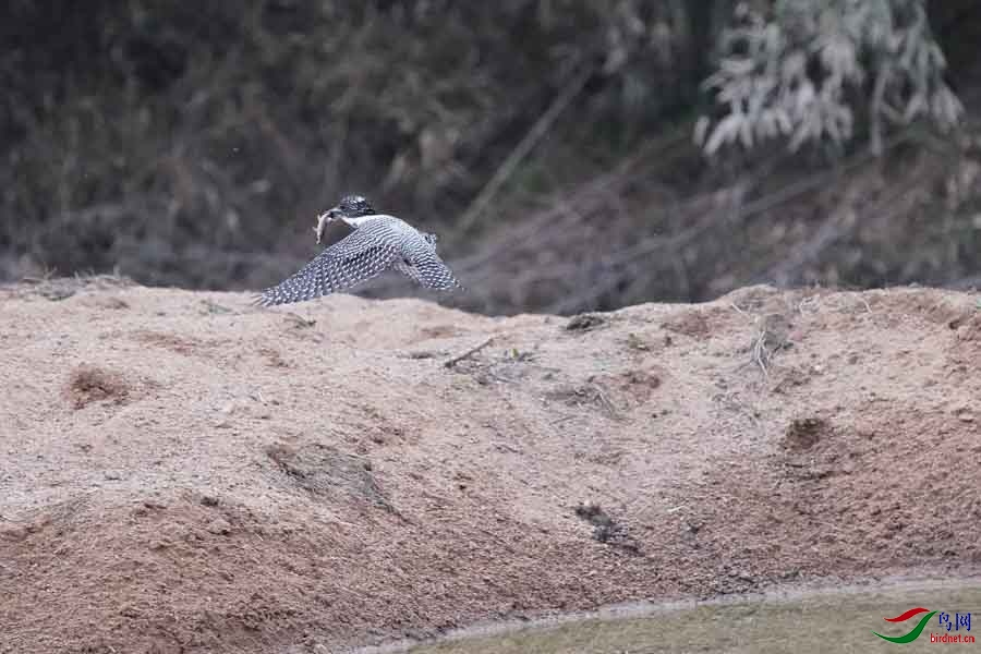 20180224-DSC01023-69 - ����.JPG