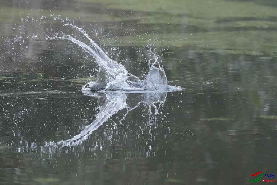 20180224-DSC00968-14 - ����.JPG