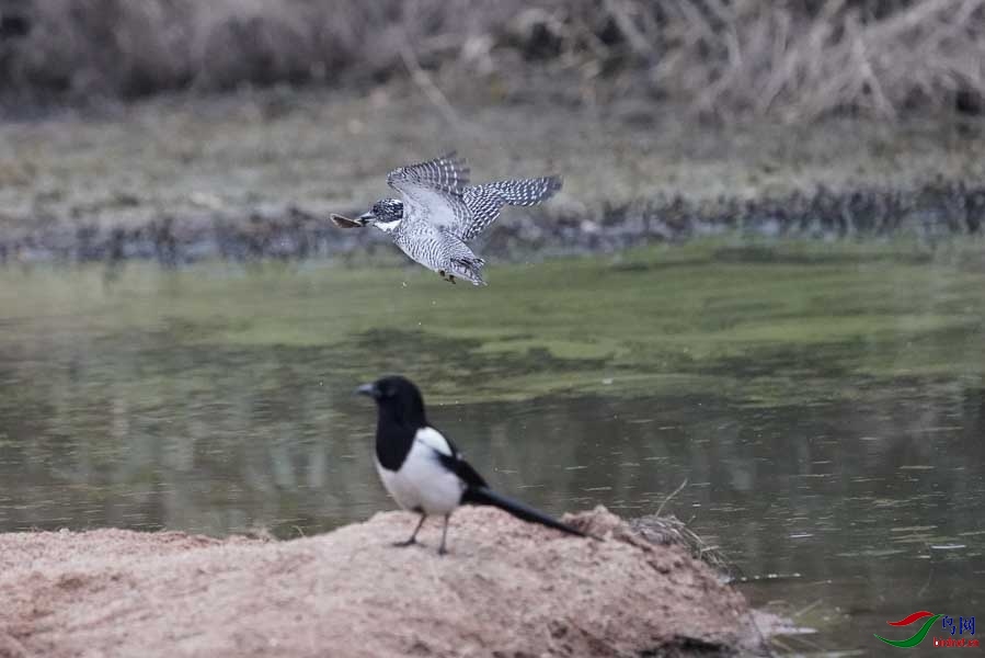 20180224-DSC01002-48 - ���� - ����.JPG