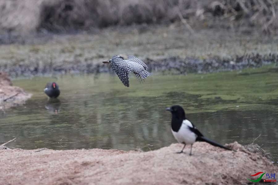 20180224-DSC01004-50 - ����.JPG