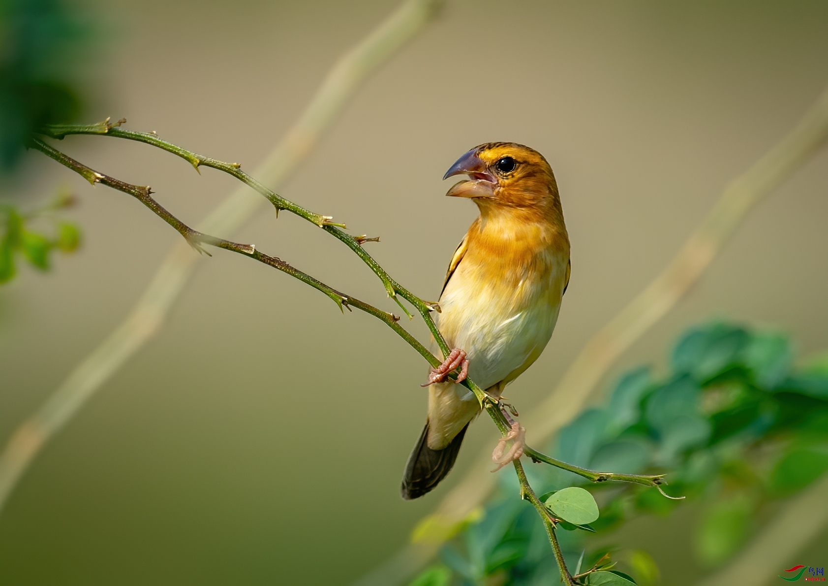 黄胸织布鸟(雌)