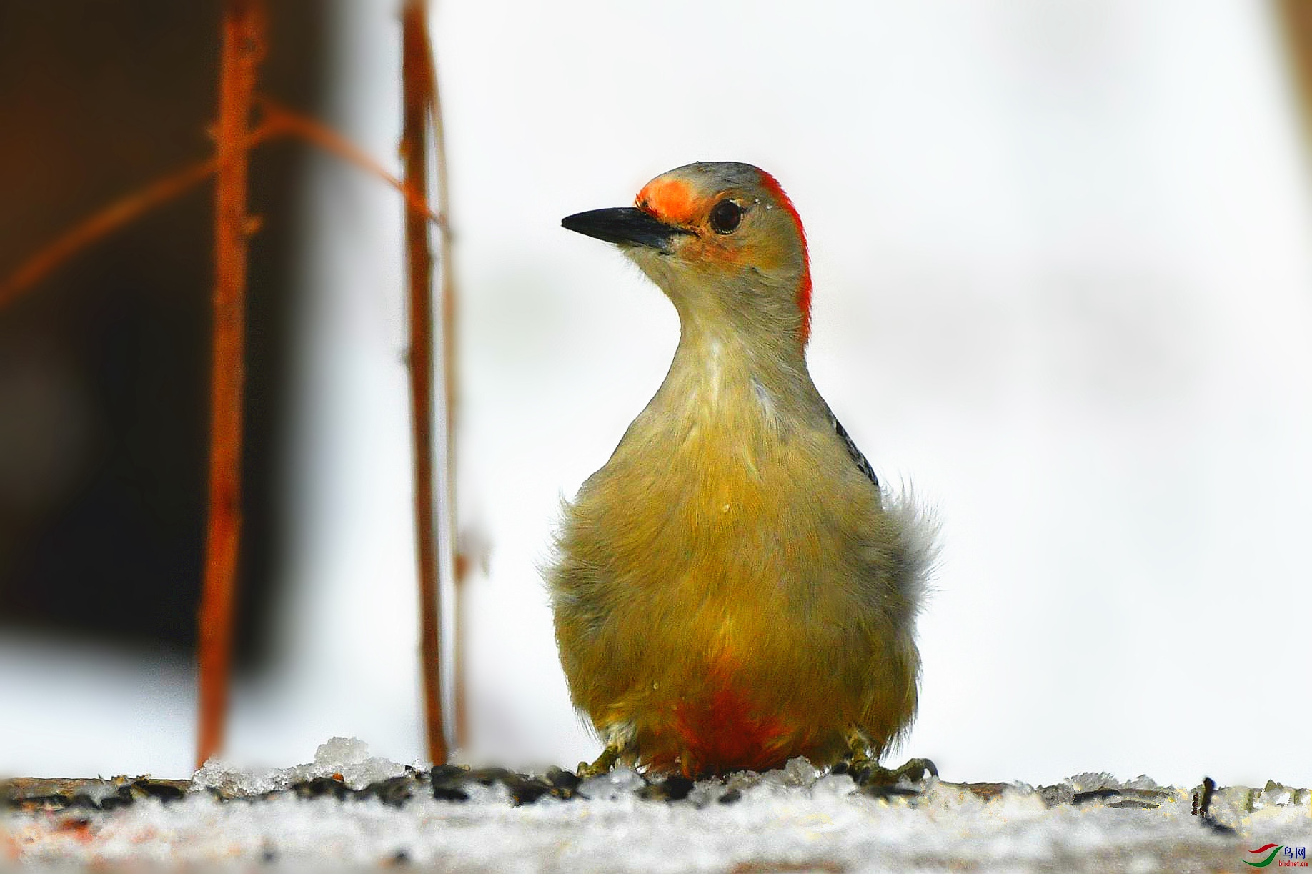 DSC_3171_副本.jpg