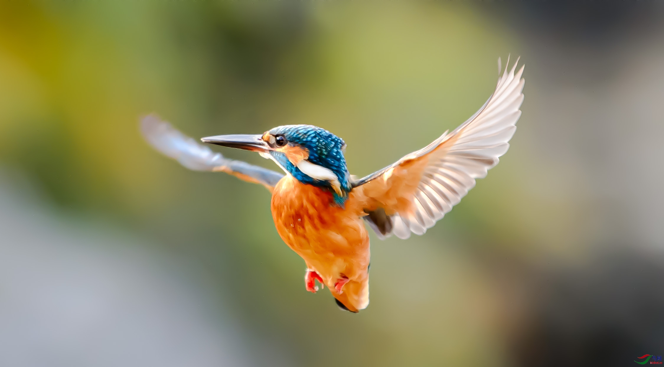 ������ͣ