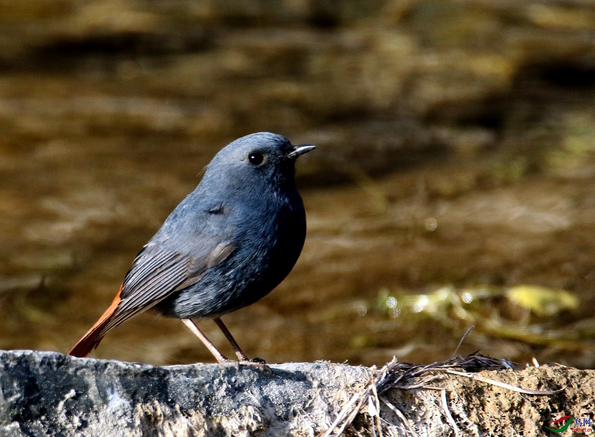 A8054��βˮ�.JPG