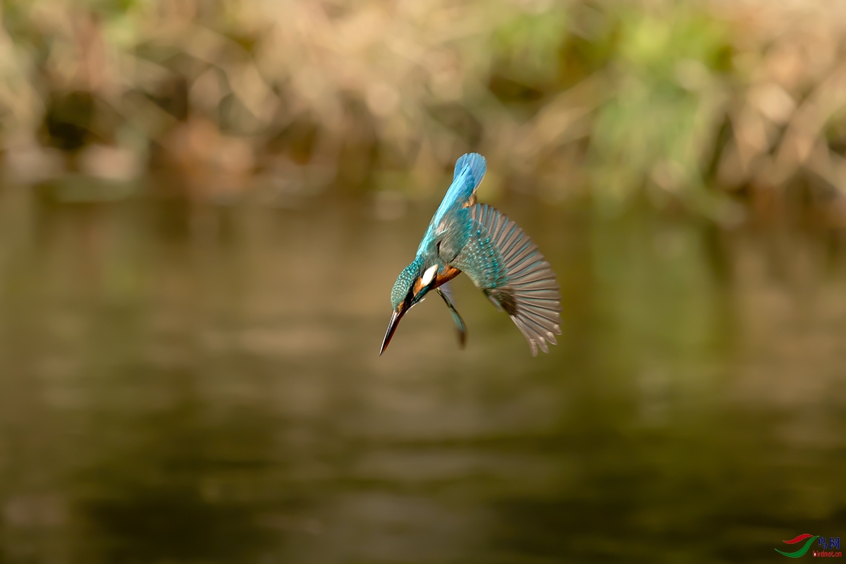 DSC_p2216.jpg