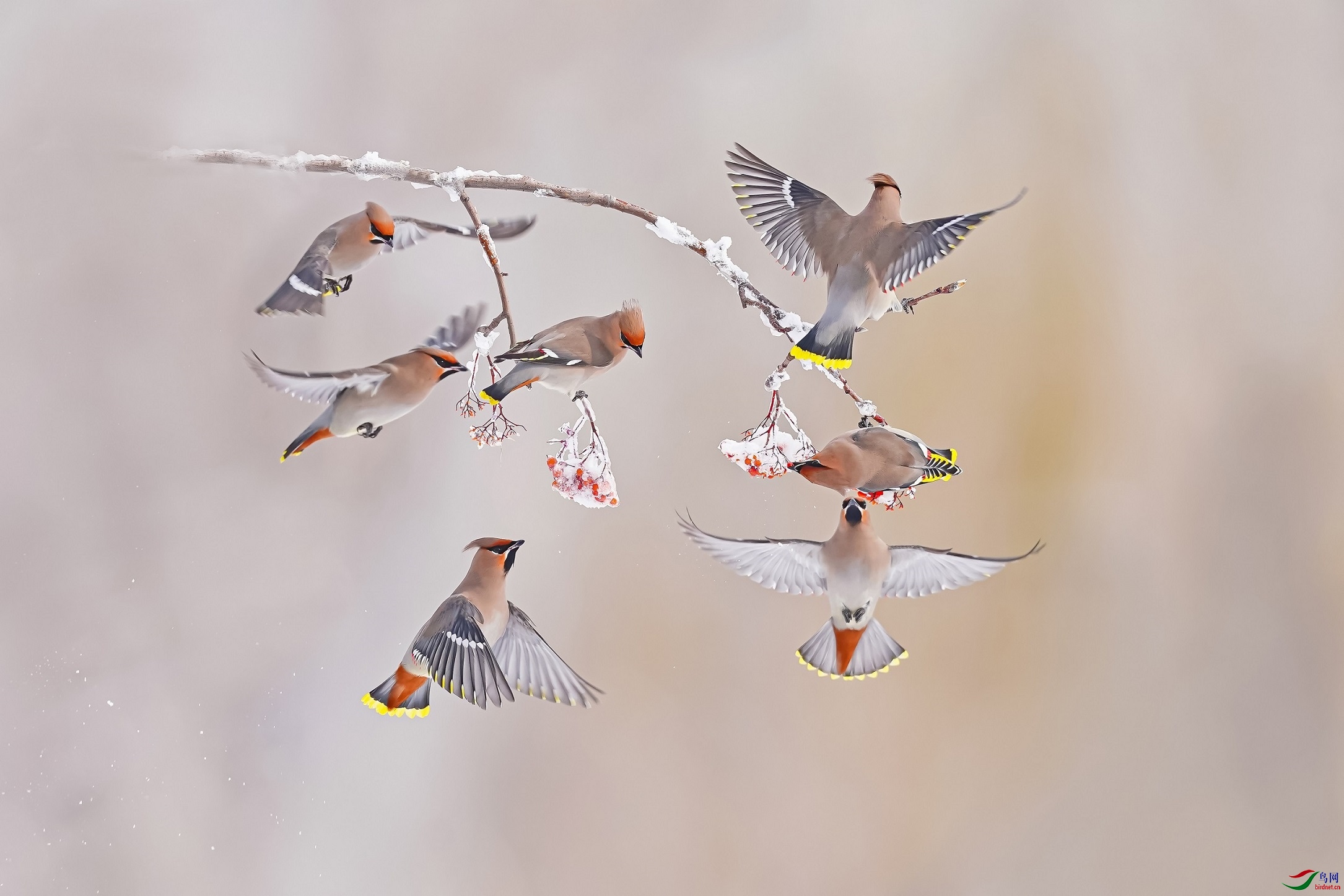 WHT05462.jpg
