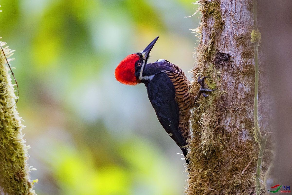 ϸ�����ľ�