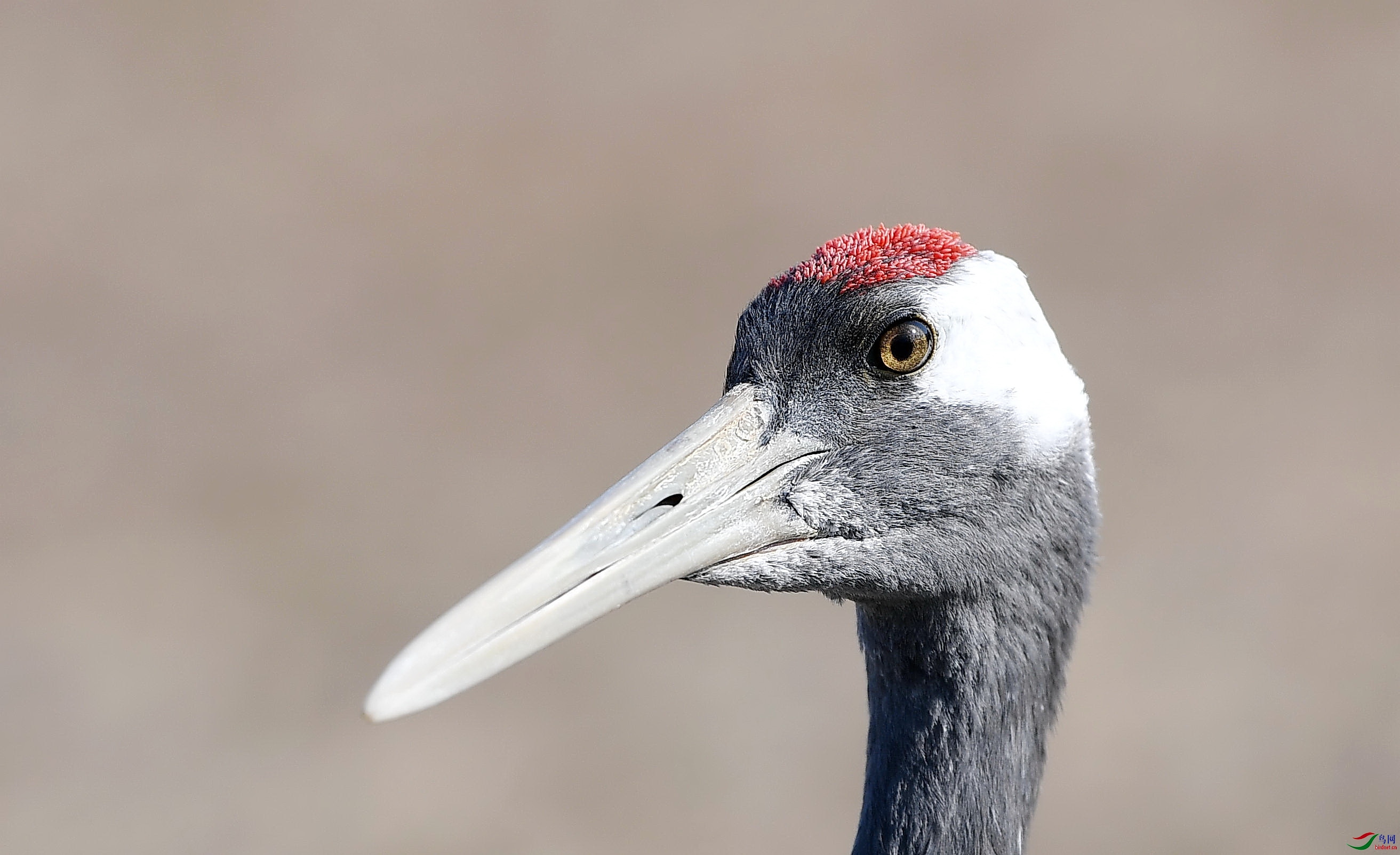 一群丹顶鹤轻轻地轻轻地飞过荣获图文精华