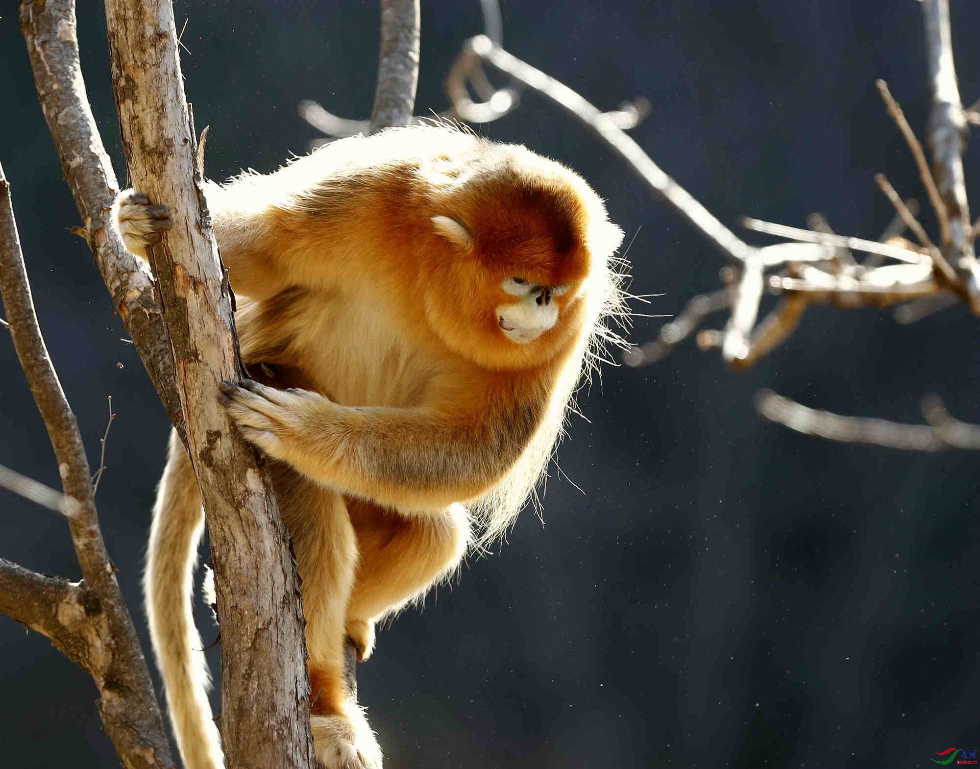 最美金丝猴图片成年图片