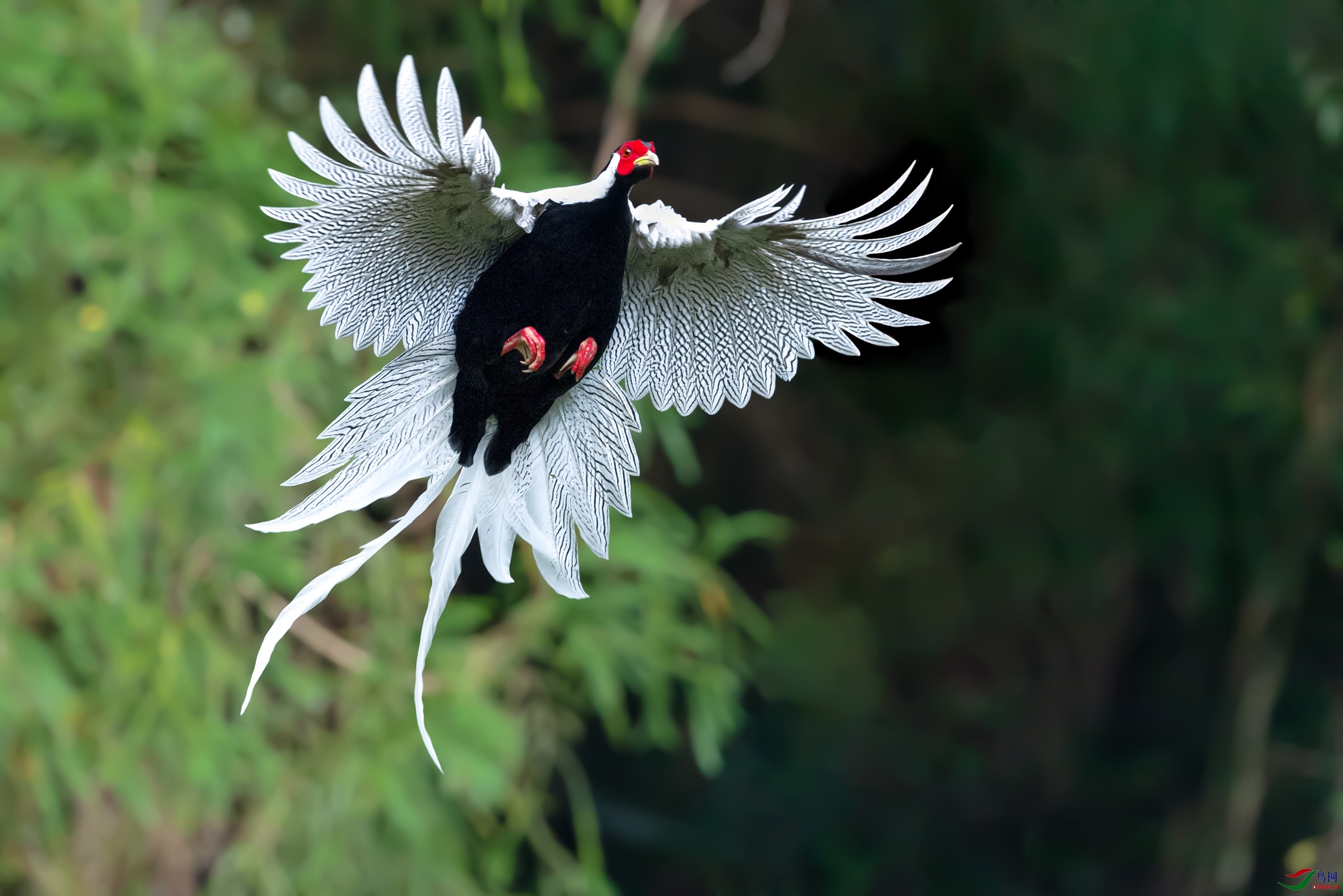 白鹇飞