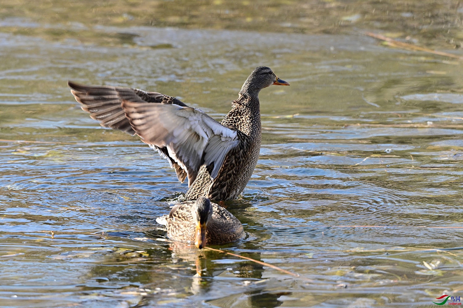 DSC_5528.jpg