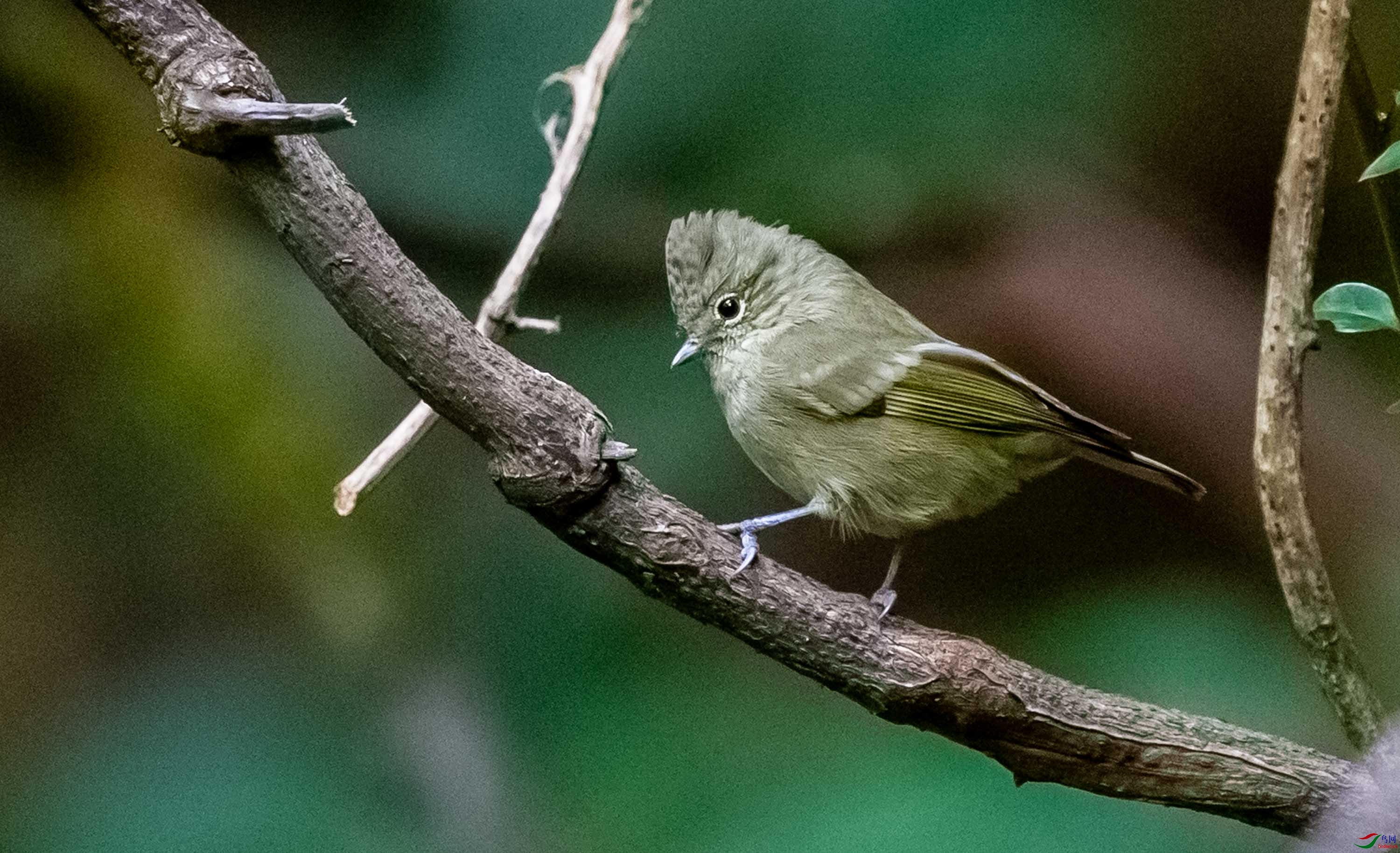 头一次拍到的黄眉林雀