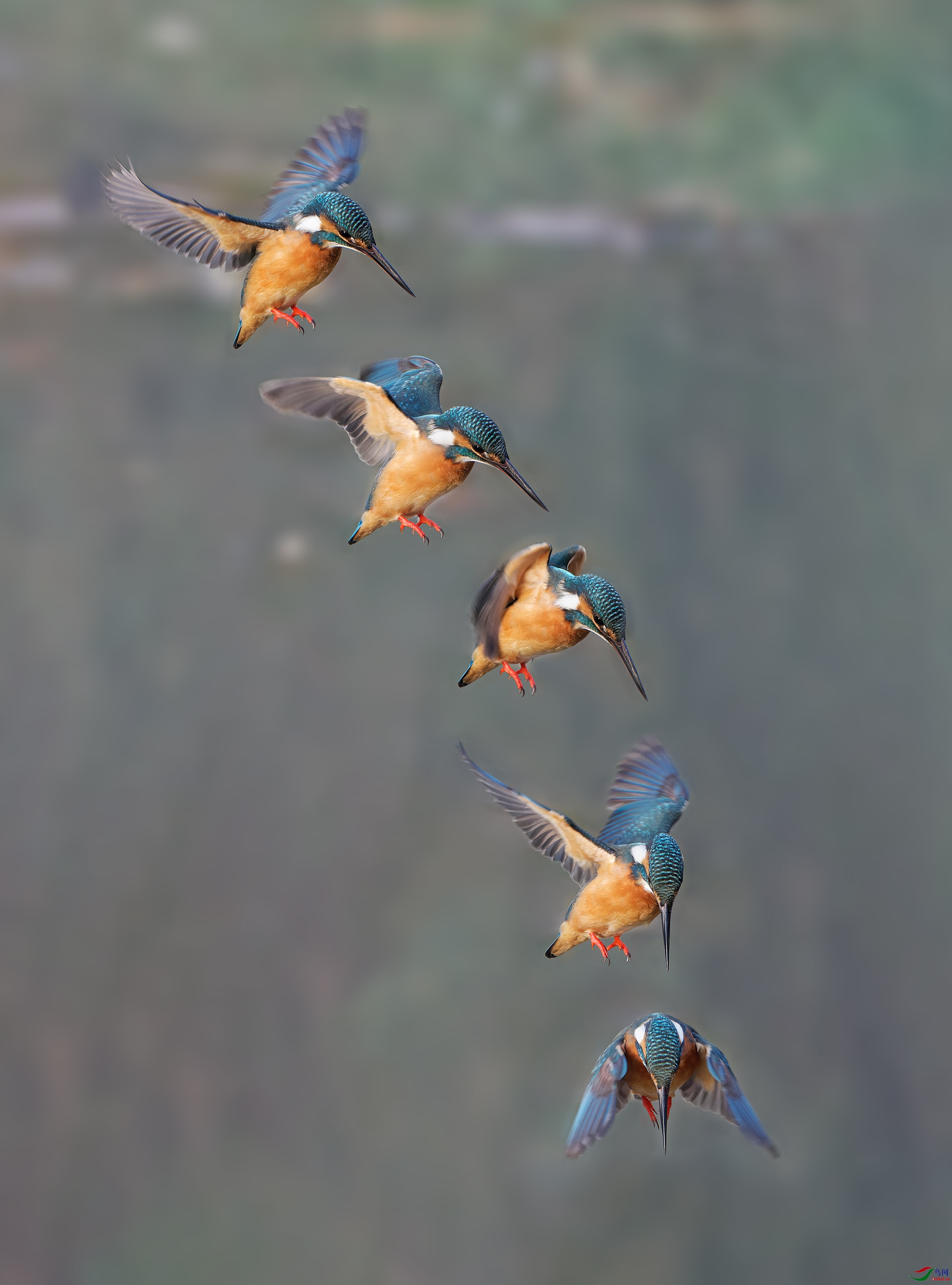 DSC_8212a.jpg