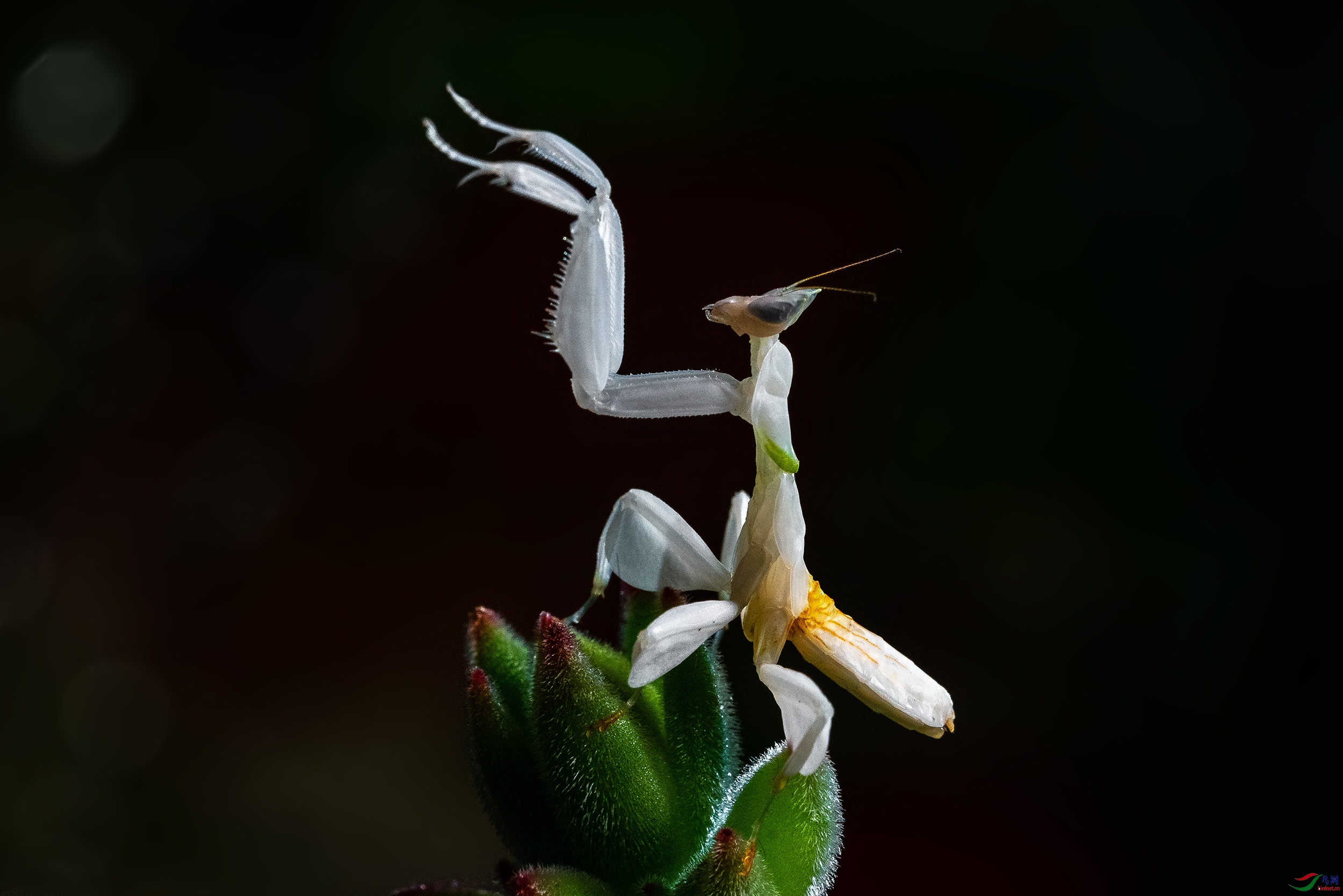 兰花螳螂图片摄影作品图片