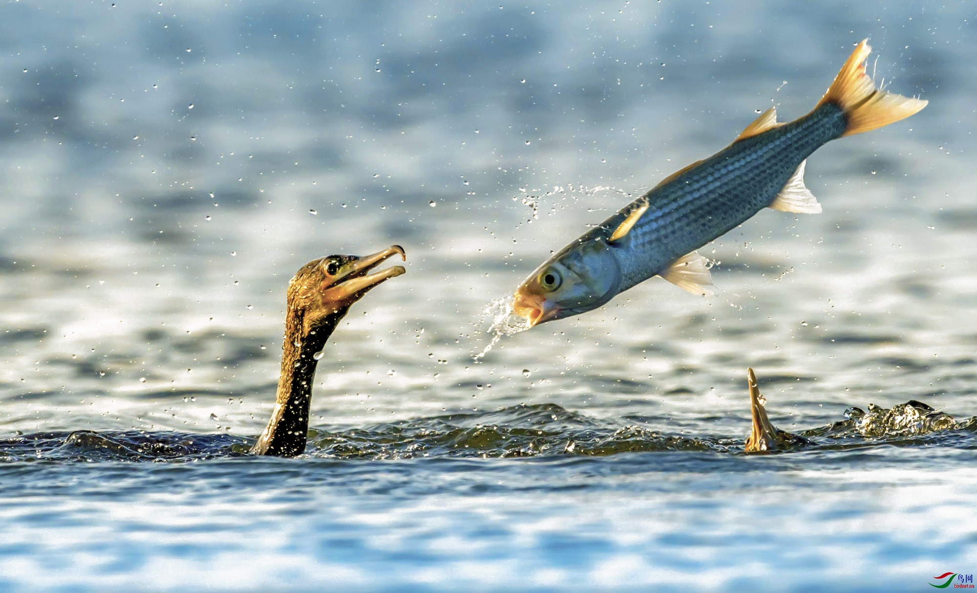腾空一跃(贺获本版佳作)【贺获每日佳作】