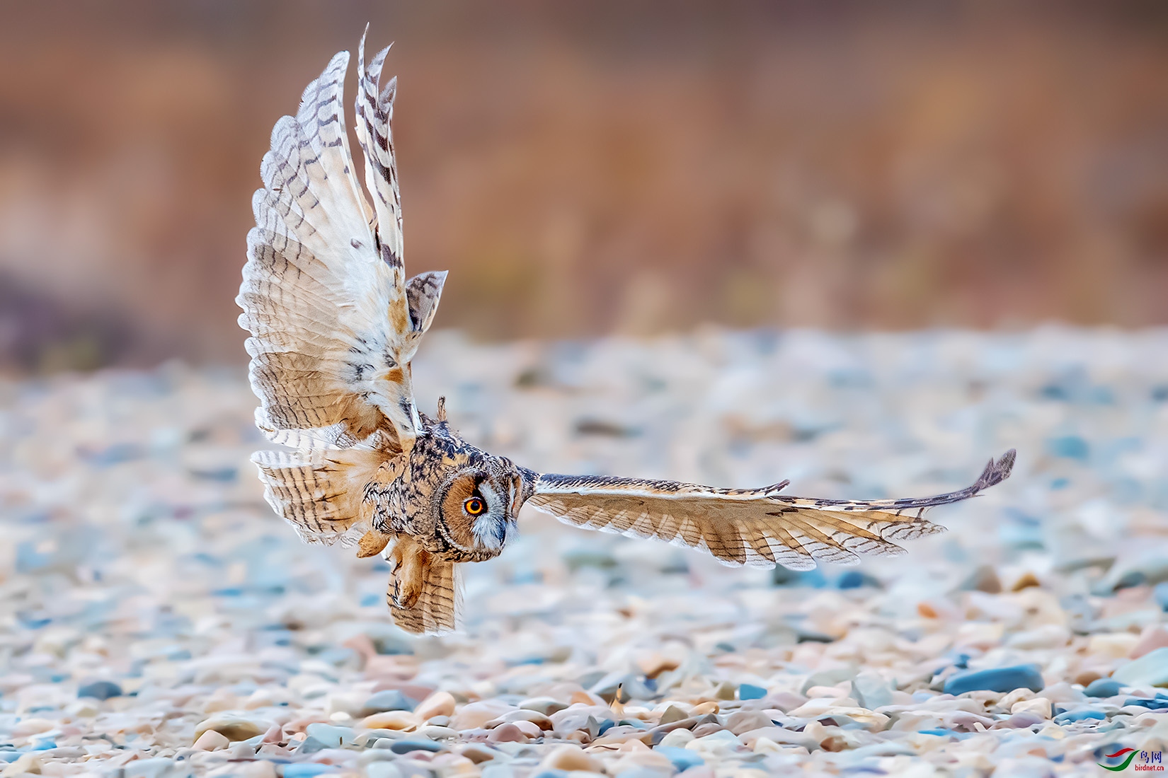 DSC_0569-a.jpg