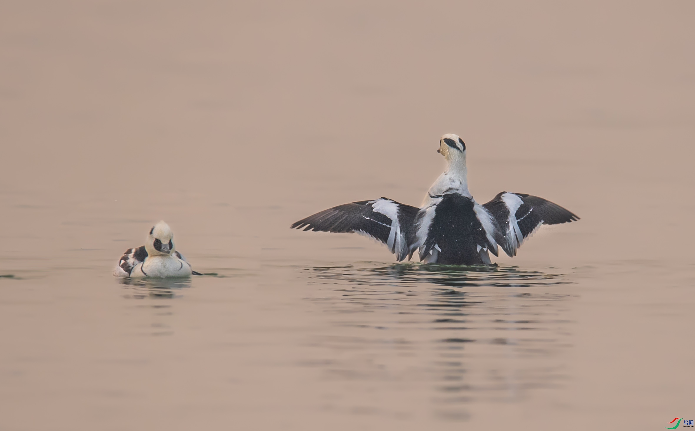 DSC_8049-1.jpg