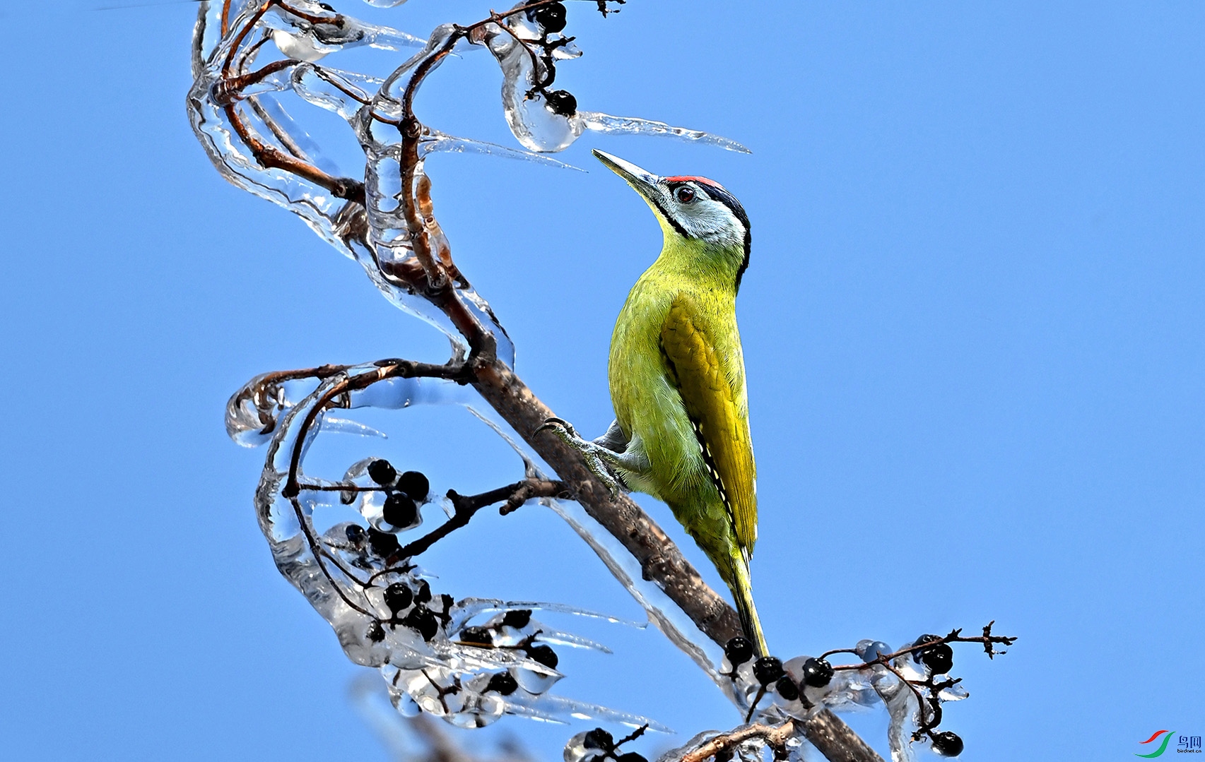 玉树绿鸟啄琼枝灰头绿啄木鸟
