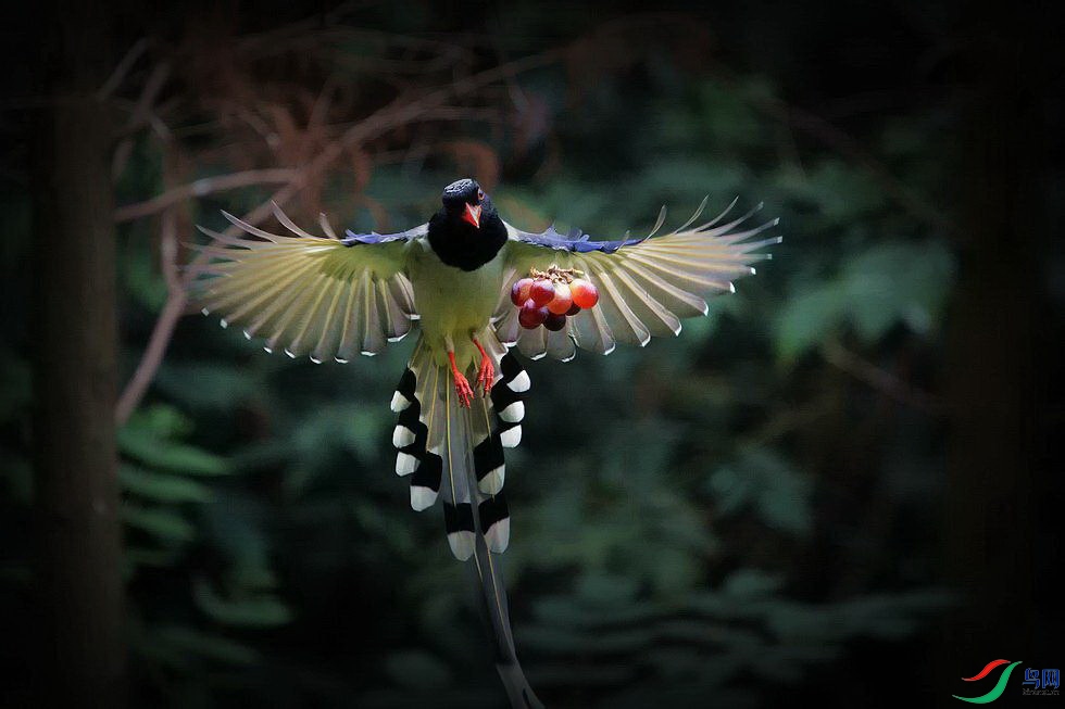 DSC_0946.jpg