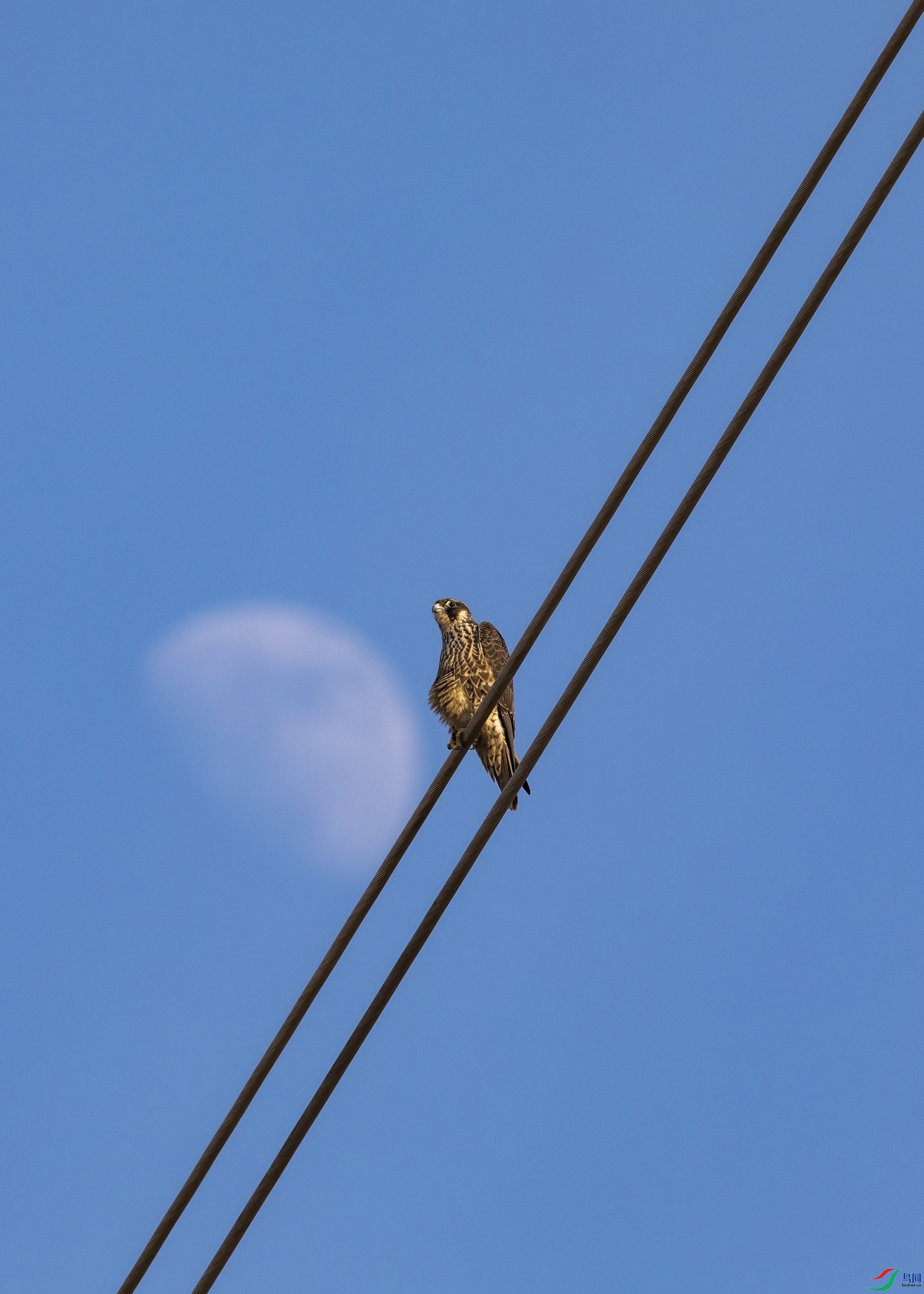 ����֮��